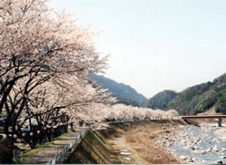 桜並木と和田宿コース